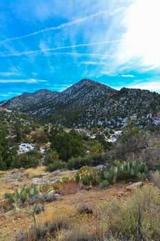 Coniferous forest and snow-capped mountains against a blue sky, frost-resistant cacti photo
