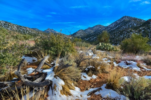 Coniferous forest and snow-capped mountains against a blue sky, frost-resistant cacti photo