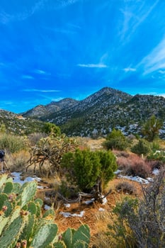 Coniferous forest and snow-capped mountains against a blue sky, frost-resistant cacti photo
