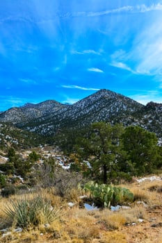 Coniferous forest and snow-capped mountains against a blue sky, frost-resistant cacti photo
