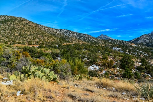 Coniferous forest and snow-capped mountains against a blue sky, frost-resistant cacti photo