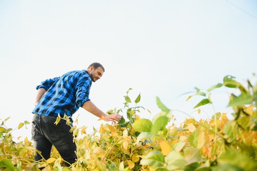 Agronomist inspecting soya bean crops growing in the farm field. Agriculture production concept. young agronomist examines soybean crop on field in summer. Farmer on soybean field photo