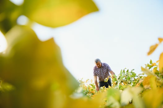 Portrait of senior hardworking farmer agronomist standing in soybean field checking crops before harvest. Organic food production and cultivation. photo