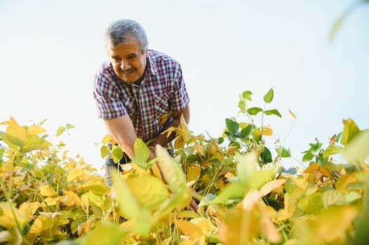 Portrait of senior hardworking farmer agronomist standing in soybean field checking crops before harvest. Organic food production and cultivation. photo
