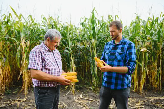 farmer and an agronomist working in field inspect ripening corn cobs. two Businessman checks ripening of corn cobs. concept of agricultural business. I work as businessman in agriculture photo