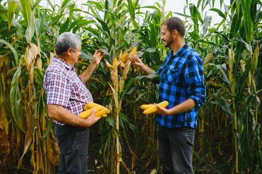 farmer and an agronomist working in field inspect ripening corn cobs. two Businessman checks ripening of corn cobs. concept of agricultural business. I work as businessman in agriculture photo