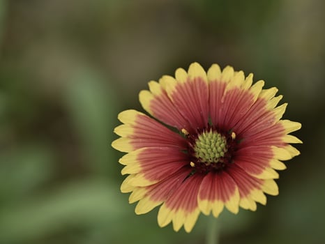 a single red and yellow flower with green leaves photo