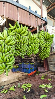 Industrial Factory For Sorting Banana Crop, Bunches Of Bananas Hung On Conveyor For Easy Sorting And Preparation For Sale, Vertical Frame. photo