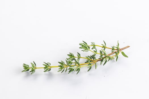 Aroma seasoning thyme stem with leaves photo