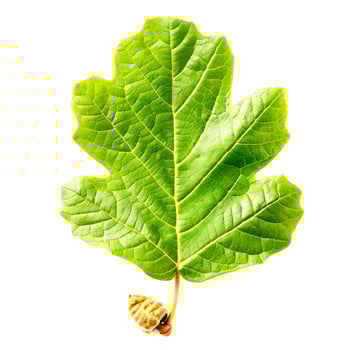 seed and leaf of oak photo