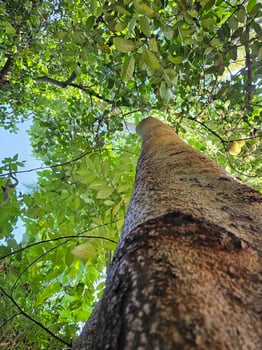View looking up into lush green branches of large tree and tall Green Tree in Spring photo