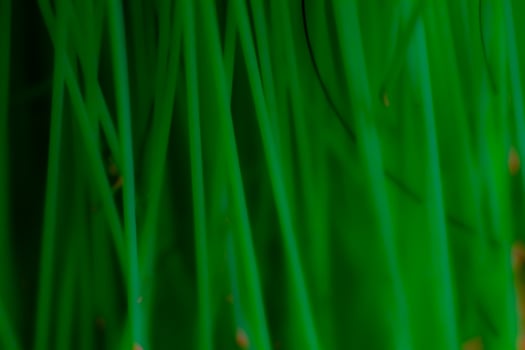 Abstract background texture plastic detail green line pattern with noise photo