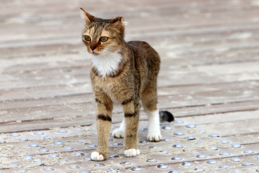 A homeless cat lives on the street in Tel Aviv. photo