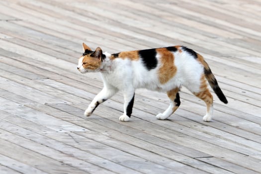 A homeless cat lives on the street in Tel Aviv. photo