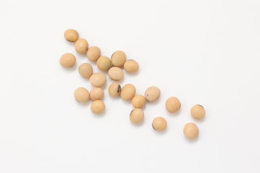 soybean seeds on white background photo