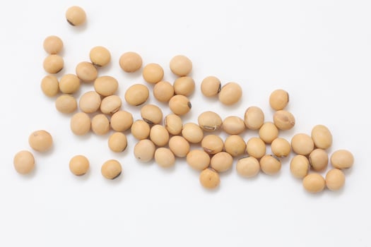 soybean seeds on white background photo