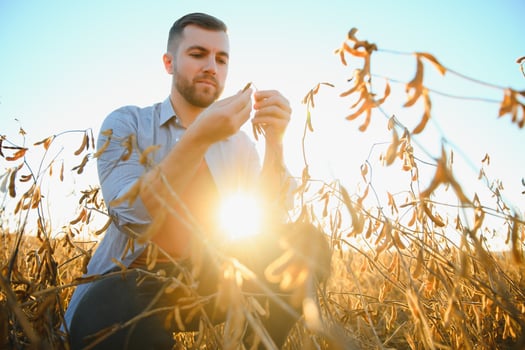 A farmer inspects a soybean field. The concept of the harvest photo