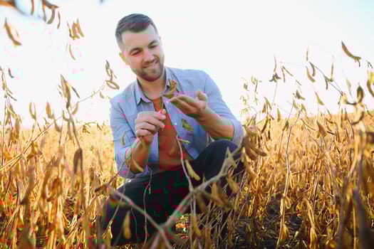 Farmer or agronomist inspecting soybean field. photo