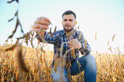 A farmer inspects a soybean field. The concept of the harvest photo