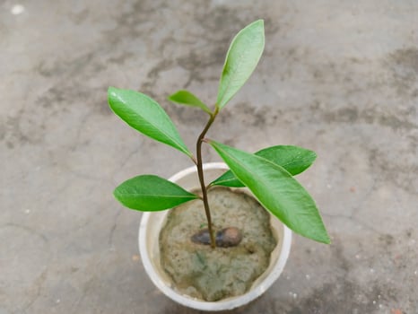 Java Plum Plant with drip irrigation - Drip Irrigation Installed for Tree Plantation Process at home. black plum seedlings in disposal glass photo