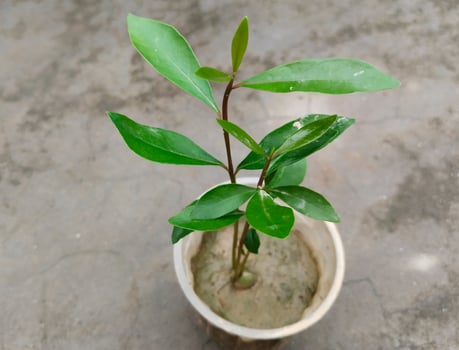 Java Plum Plant with drip irrigation - Drip Irrigation Installed for Tree Plantation Process at home. black plum seedlings in disposal glass photo