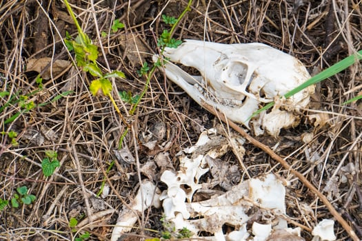 animal skull on the ground photo