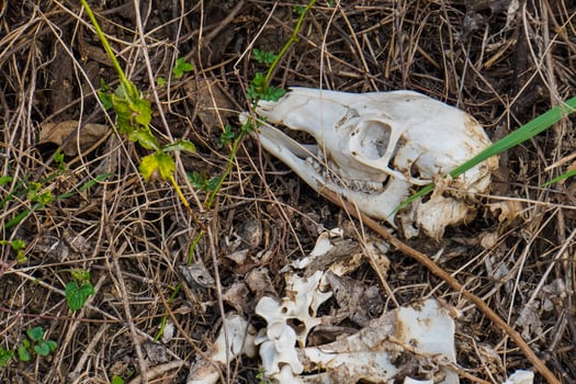 animal skull on the ground photo