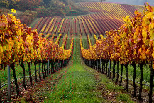 A picturesque vineyard in the autumn season. photo