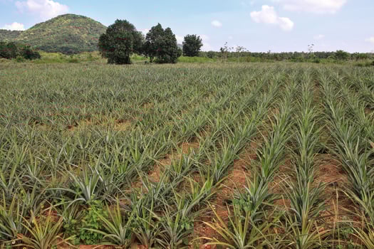 Pineapple fields where farmers wait for production With the sky and mountains in the background photo
