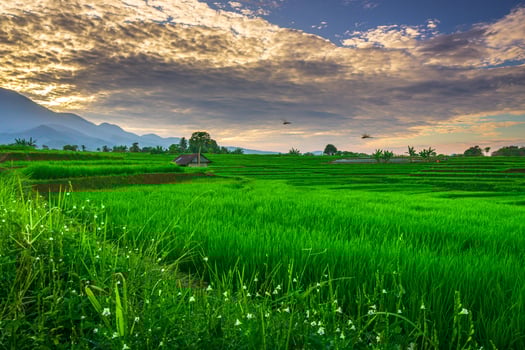 The vast expanse of green rice fields in the morning with beautiful mountains in Indonesia photo