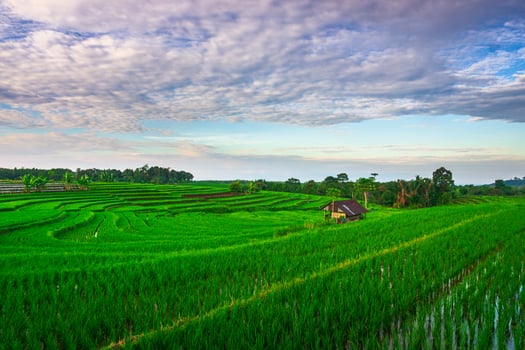 The vast expanse of green rice fields in the morning with beautiful mountains in Indonesia photo