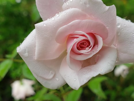 A Delicate Pink Rose Blossom Covered in Dew Drops photo