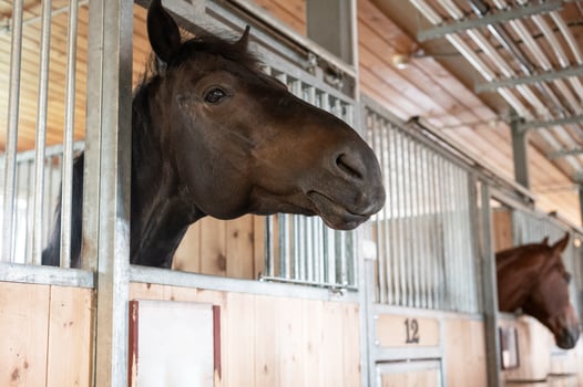Horse standing in a stall in the modern stable. photo