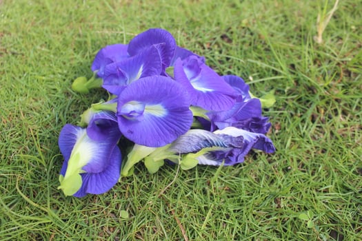 Purple Butterfly Pea Flowers on Green Grass photo