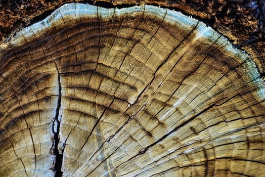 Brown Tree Trunk Slice, New Mexico photo
