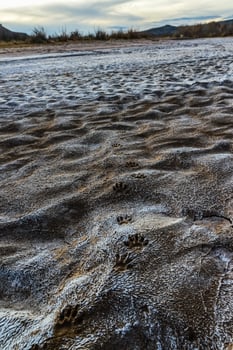Cracked red clay and white salt on the surface in a dried riverbed in the desert of New Mexico, USA photo