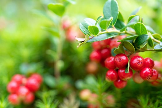 Lingonberry bushes in the forest. Red ripe wild berries. Natural background. photo
