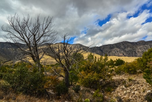 Dry tree in the foreground, agave, yucca, cacti and desert plants in a mountain valley landscape in New Mexico, USA photo