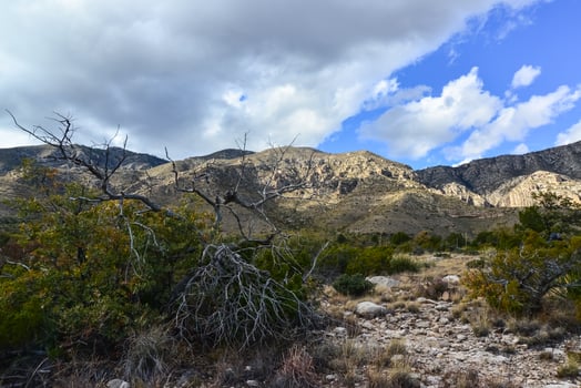 Dry tree in the foreground, agave, yucca, cacti and desert plants in a mountain valley landscape in New Mexico, USA photo