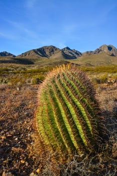 Desert landscape with large plants cactus Ferocactus sp. Organ Mountains-Desert Peaks NM, New Mexico, USA photo