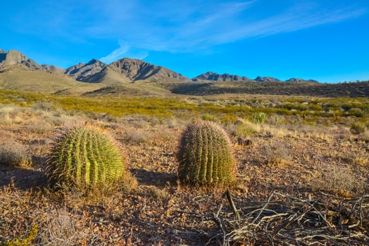 Desert landscape with large plants cactus Ferocactus sp. Organ Mountains-Desert Peaks NM, New Mexico, USA photo