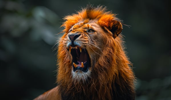 Majestic Lion Roaring in Dense Jungle at Dusk. A powerful lion roars photo