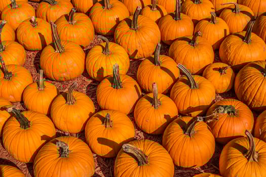 Mid size pumpkins together closeup photo