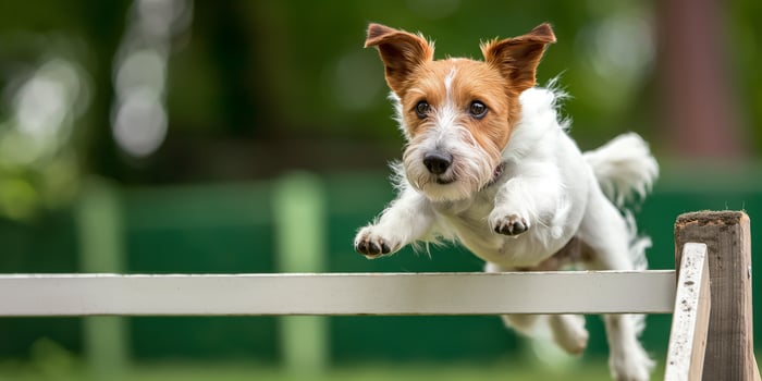 Energetic Terrier Jumping Over an Obstacle in a Green Park photo