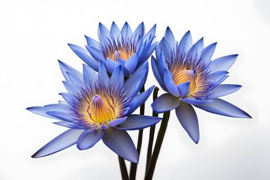 Egyptian blue water lily flower white backgorund photo