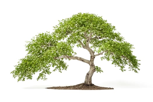 Green Bonsai Tree Isolated on White Background photo