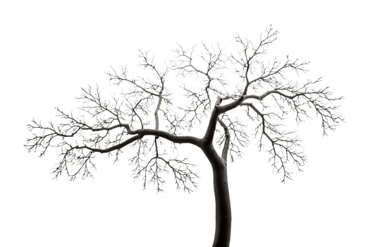 Silhouette of a Bare Tree Branch on a White Background photo