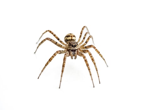 Spider with hairy legs on a white background photo