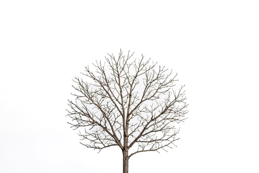 Bare Tree Silhouette Against White Background photo