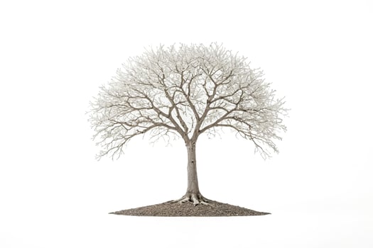 Bare Tree with White Background photo